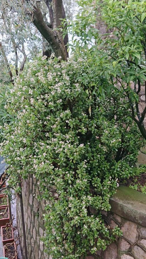Villa L'Ulivina سورينتو المظهر الخارجي الصورة
